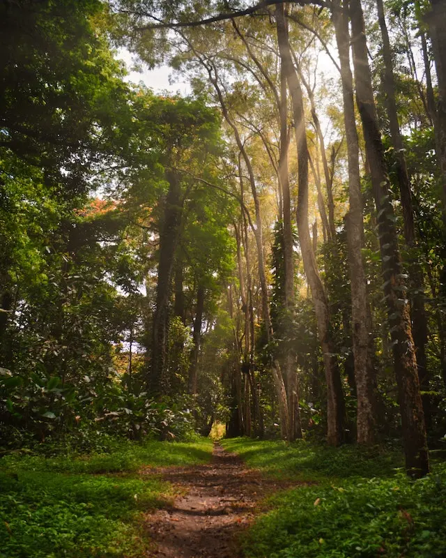 Improve Focus with Green Noise