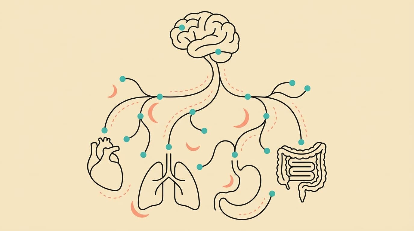 Parasympathetic Nervous System: How It Works & Why It Matters