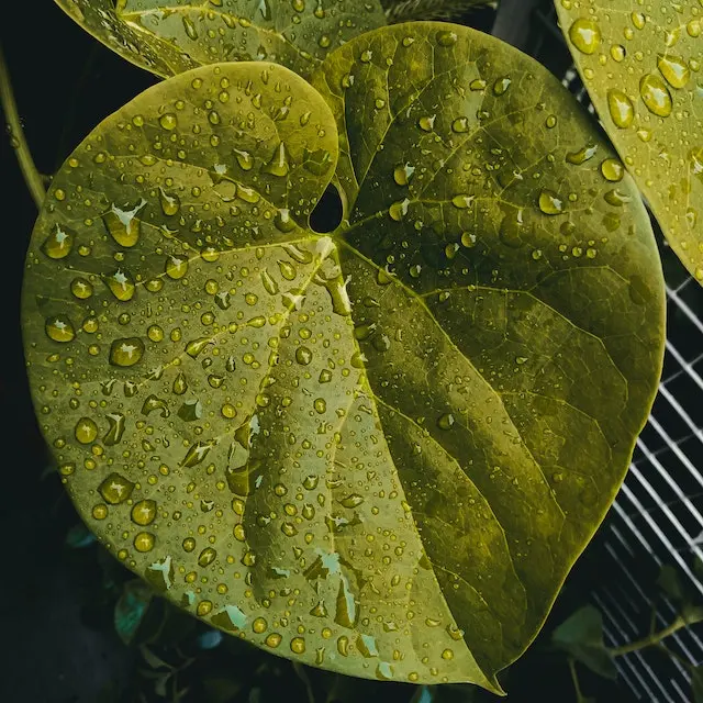 Promote Better Sleep with Heavy Rain and Thunder Sounds