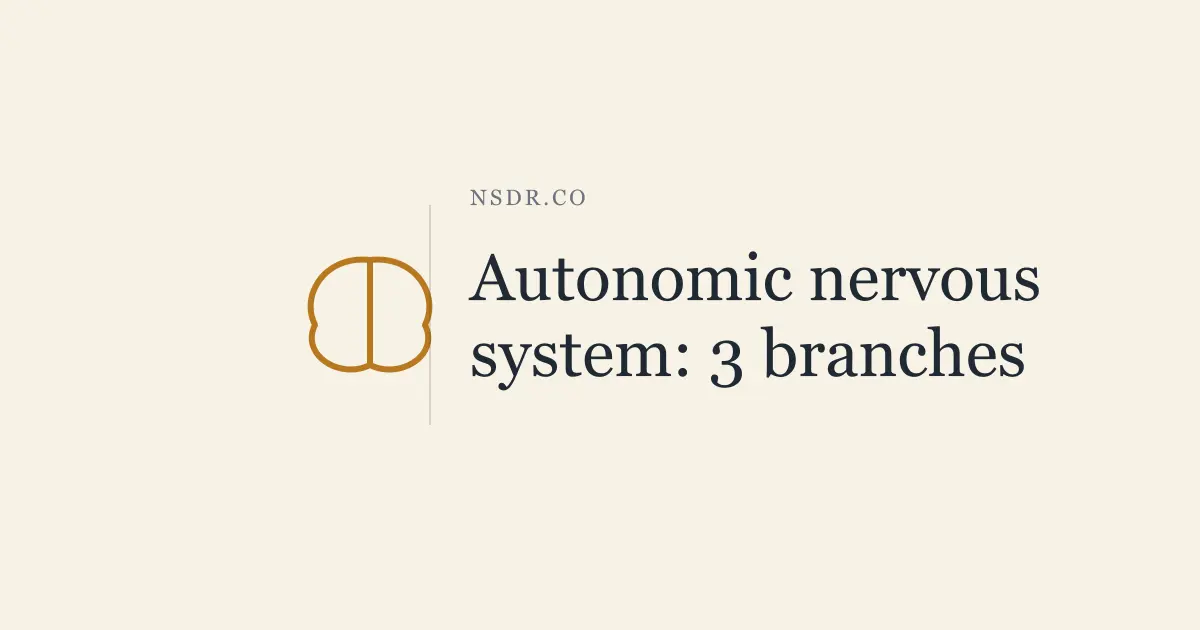 Autonomic Nervous System Explained: 3 Branches & How to Regulate
