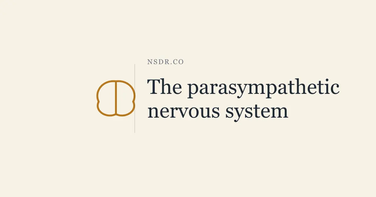 Parasympathetic Nervous System: How It Works and Why It Matters