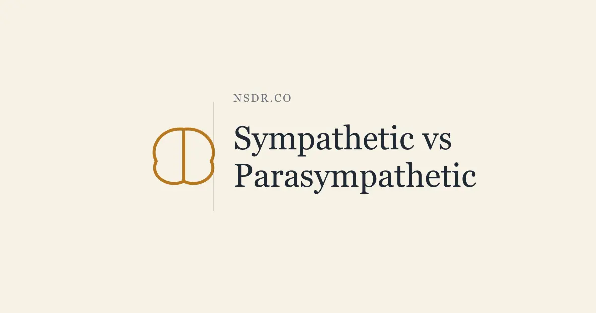 Sympathetic vs Parasympathetic: Key Differences Explained